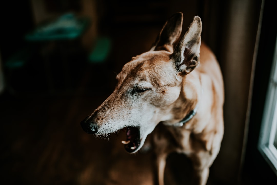 Canine Cognitive Dysfunction