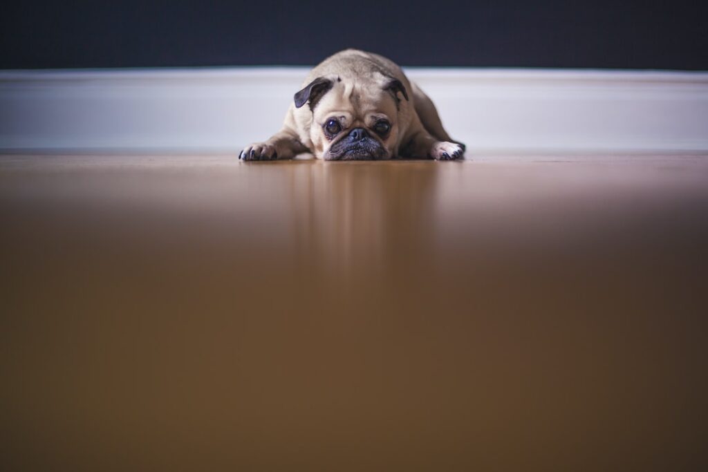 From Aging Bladder to Deep Sleep The Truth Behind Senior Dogs Peeing in Their Sleep!