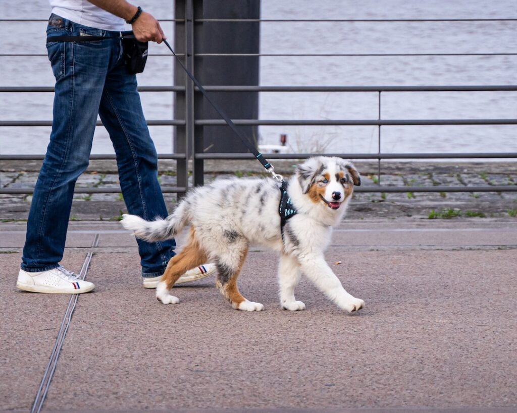 Understanding the Reasons Behind Leash Reactivity in Dogs